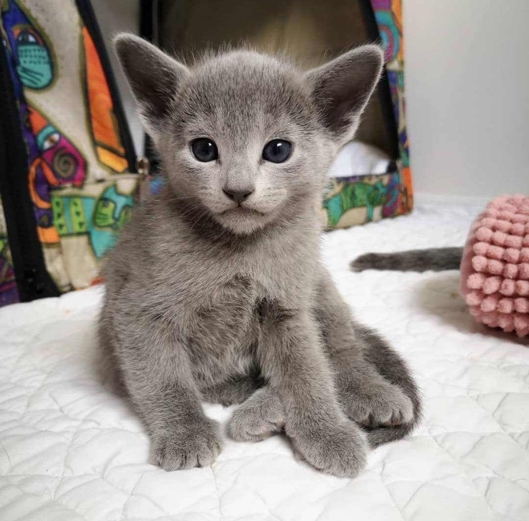 Russian Blue Kitty Russian Blue Kittens For Sale Russian Blue Cats For Sale Russian Blue For Sale Orla Russian Blue Kittens Russian Blue Kittens For Sale